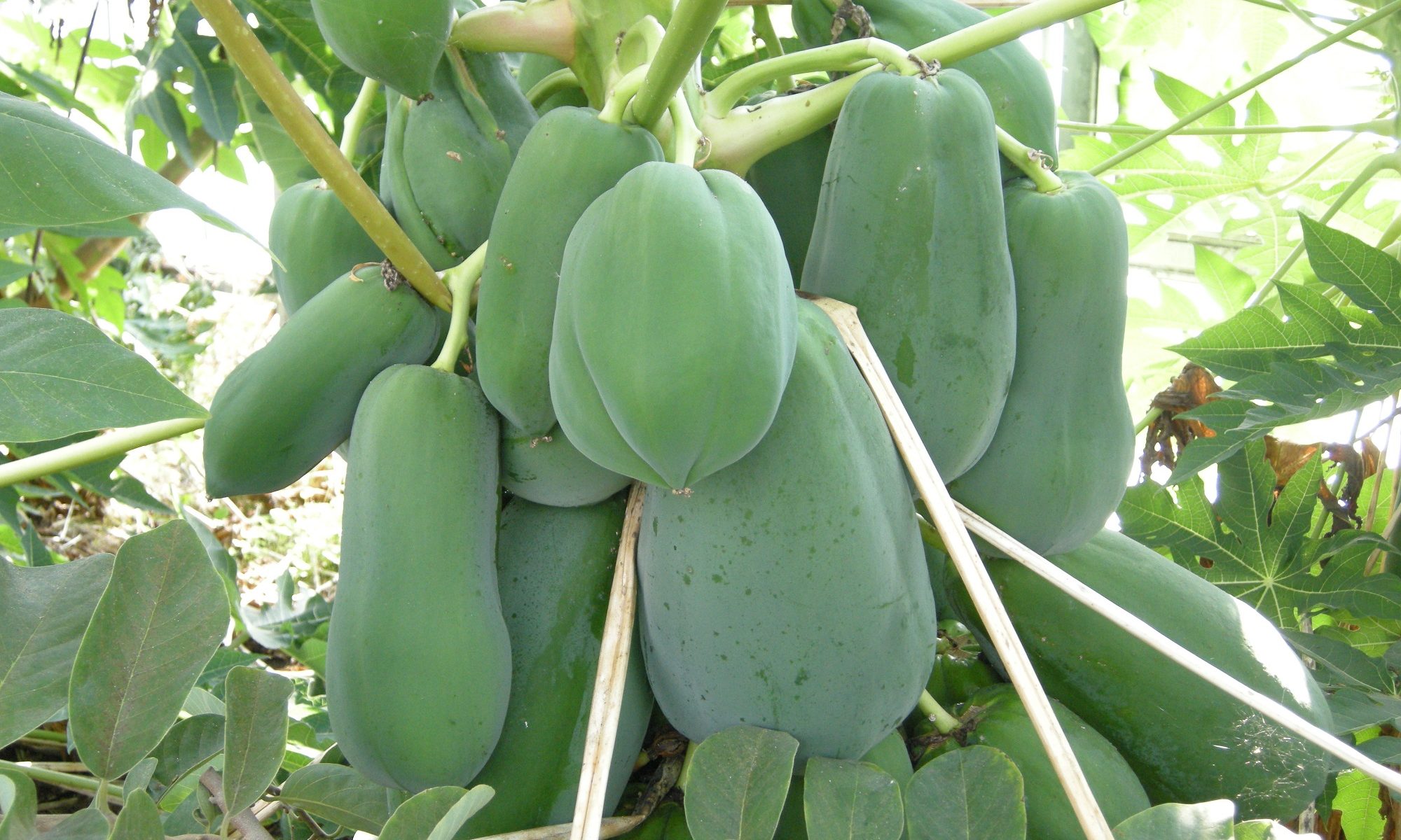 Agri Manager
